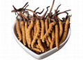 Cordyceps Extract 1