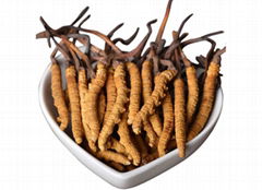 Cordyceps Extract