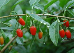 Wolfberry Extract for sale