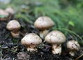 Medicinal Agaricus blazei extract 1