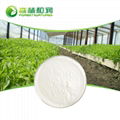 Organic Stevia Sugar SG 95 Stevia Leaf Extract Powder Goods In Stock 