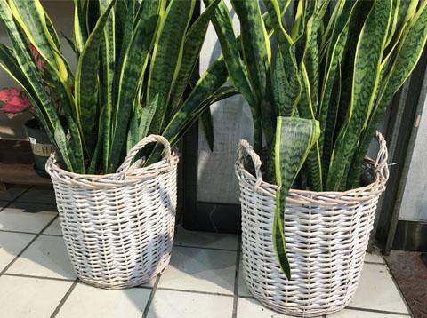 wicker baskets for potted plants