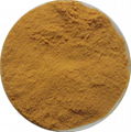 Siberian Ginseng Extarct Powder