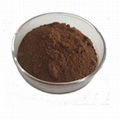 Sophora japonica  Extract Powder