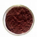 Tribulus terrestris Extract Powder 1