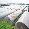 Agricultural Single Span Plastic Film Greenhouse 2