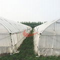 Agricultural Single Span Plastic Film Greenhouse 3