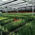 Commercial Agricultural Glass Greenhouse for Flower and Vegetables 