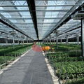 Commercial Agricultural Glass Greenhouse for Flower and Vegetables  3