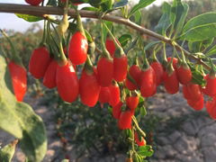 供應紅枸杞