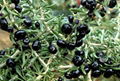 Supply Black wolfberry 1