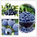 Bilberry extract 1