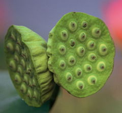 生鲜蔬菜  饭堂配送