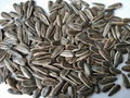 sunflower seed of type 361