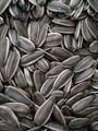 sunflower seed of type 363