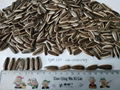 sunflower seed of type 363