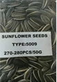 sunflower seed of type 5009