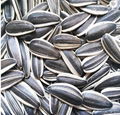 sunflower seed of type 5009