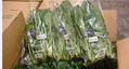 Food Grade Anti Fog Plastic Bag For Vegetables Retain  Fresh 1