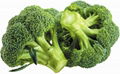 Broccoli Extracrt 1