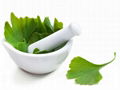 Ginkgo Biloba Extract 1