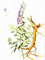 Scutellaria Extract 1