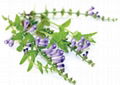 Scutellaria Extract 2