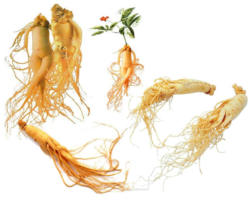  Panax Ginseng Extract