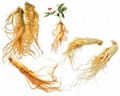  Panax Ginseng Extract 1