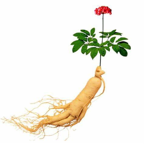  Panax Ginseng Extract 2