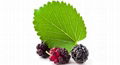 Mulberry Leaf Extract 1