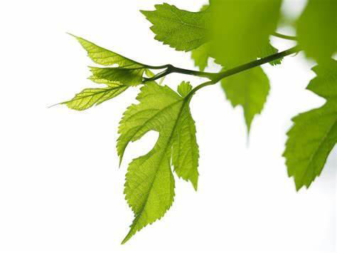 Mulberry Leaf Extract 2