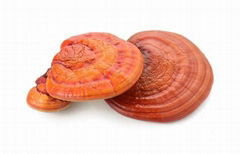 Reishi Extract