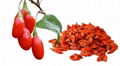 Goji Extract