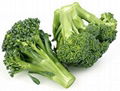 Broccoli Extract 1