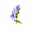 Scutellaria Extract 1