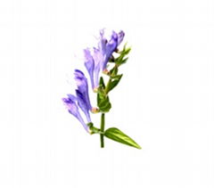 Scutellaria Extract