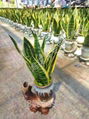 Sansevieria trifasciata 1