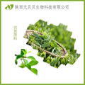  绿茶提取物粉 3