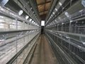 Hot Galvanized Automatic Chicken Cage Poultry Farm House Design  