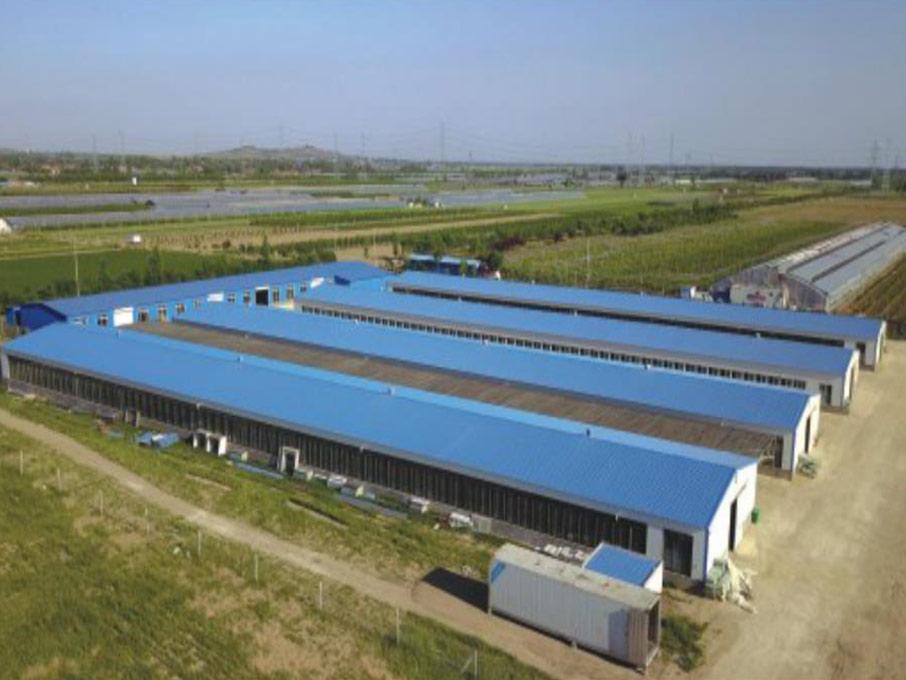 Prefabricated Steel Structure Broiler House for Poultry Shed  