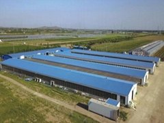 Prefabricated Steel Structure Broiler House for Poultry Shed