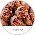 hickory nuts chinese walnuts