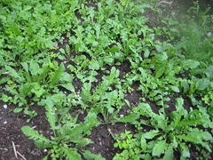 花葉薺菜種子 野菜種子品種