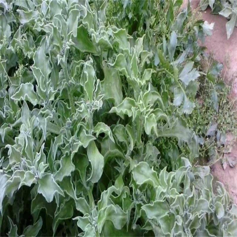 入口即化的保健蔬菜品种 冰草种子 5