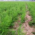 绿芦笋专业种植合作社 供应芦笋种苗