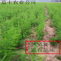 绿芦笋专业种植合作社 供应芦笋种苗