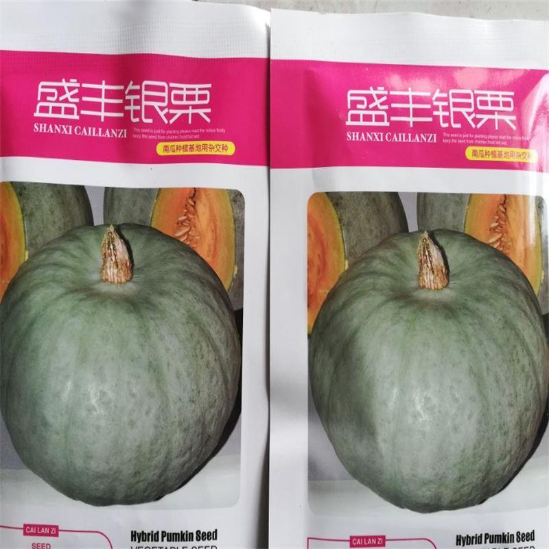 南瓜品種 銀栗南瓜種子 5