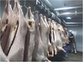 Halal Frozen sheep with skin carcass 4