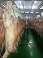 Halal Frozen goat carcass skinless 1